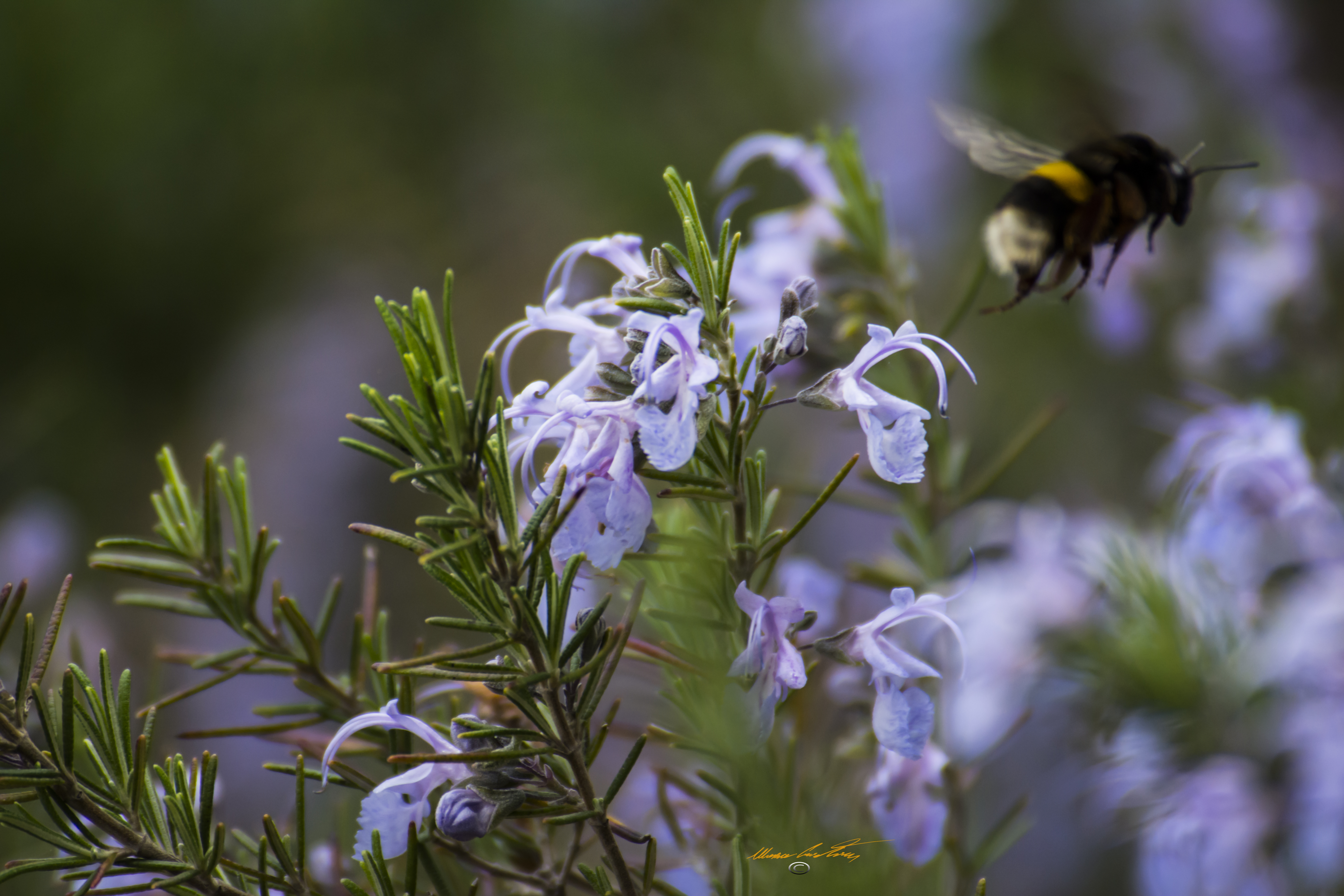 rosmarino in fiore (foto C.Mascia)