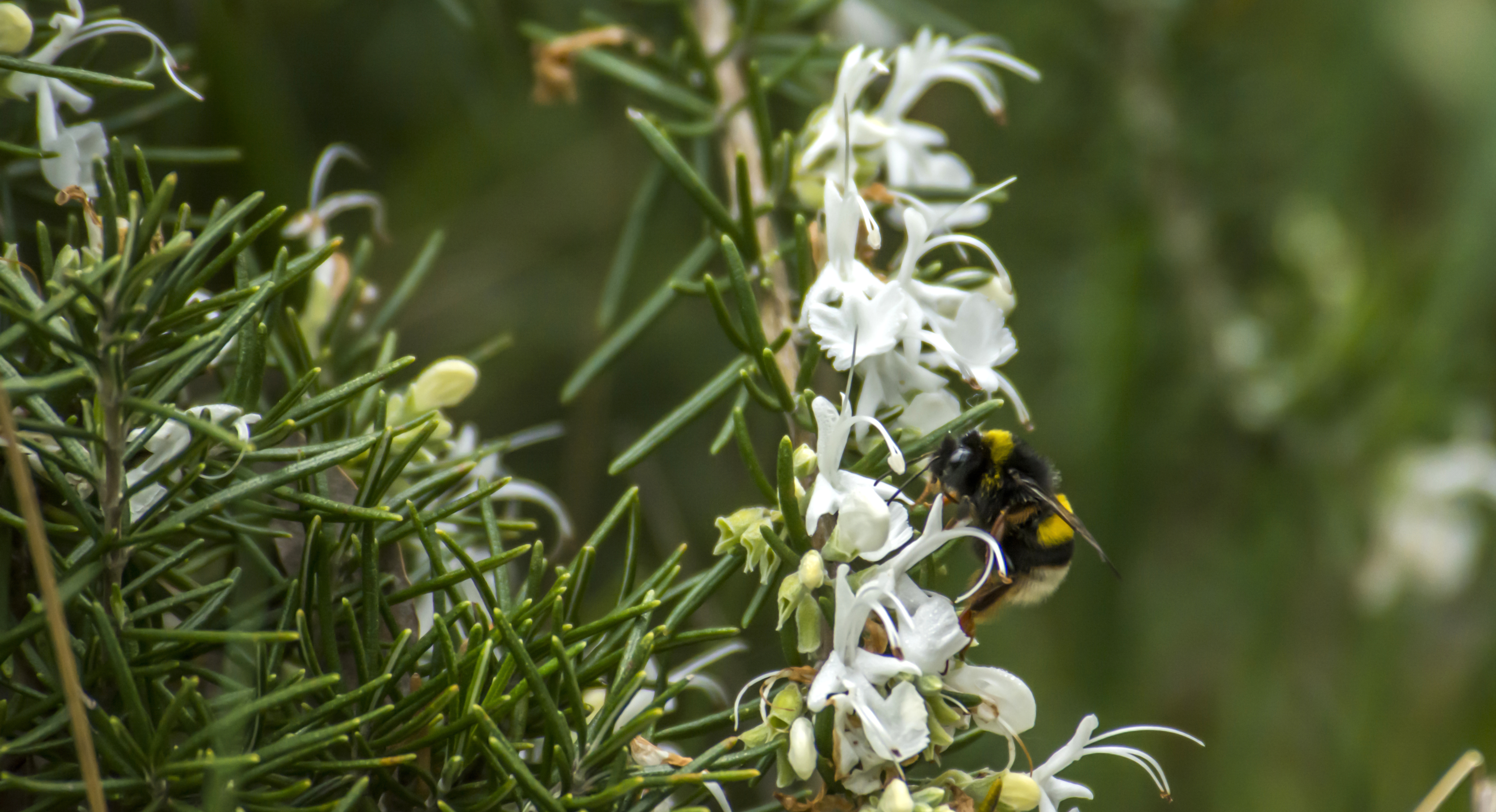 Bombo su fiori di rosmaino (foto di Cristian Mascia)