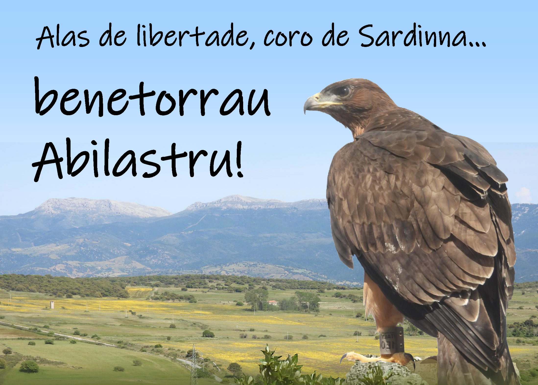 Life Abilas (Aquila di Bonelli)