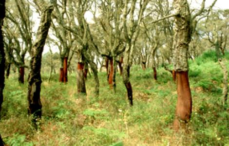 Bosco di sughere - foto di Renato Brotzu Bosco di sughere - foto di Renato Brotzu