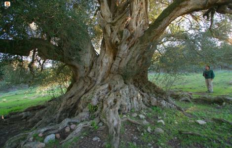Gallura, olivastro millenario