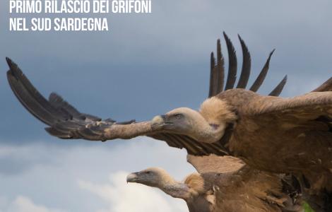  primo rilascio dei Grifoni nel sud Sardegna - Locandina 