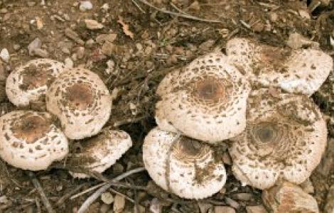 Funghi, foto da Digital Library Funghi, foto da Digital Library