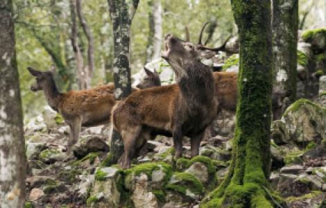 Cervo sardo in Bramito, foto di Domenico Ruiu su Sardegna Digital Library