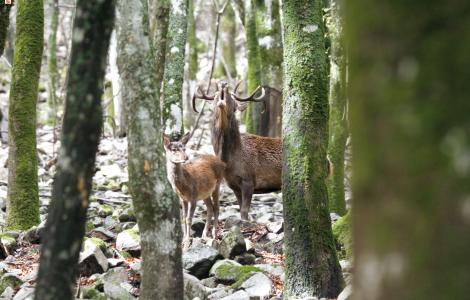 Poderoso bramito di un Cervo maschio - Ruiu Domenico