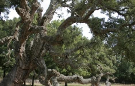 Goceano, Sughera Monumentale - foto Digital Library Goceano, Sughera Monumentale - foto Digital Library