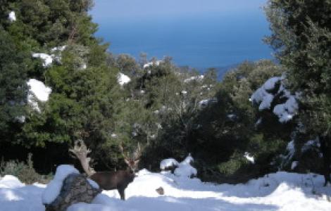 Cervo nella neve, sullo sfondo il mare di Cala Luna