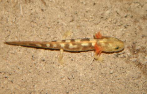 Giovane Euprotto, branchie rosse in primo piano