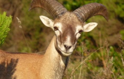 Giovane muflone in primo piano - Sardegna Digital Library