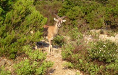 Giovane Muflone al pascolo - foto da Digital Library Giovane Muflone al pascolo - foto da Digital Library
