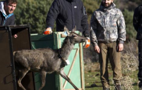Rilascio cervo sardo in Corsica