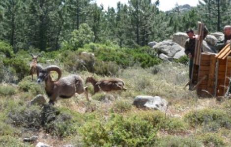Rilascio Mufloni sul Limbara - DL