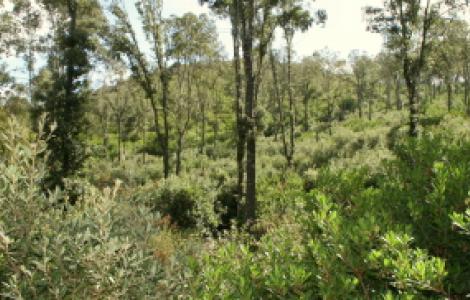 Bosco Ceduo: una tagliata di 4 anni Bosco Ceduo: una tagliata di 4 anni