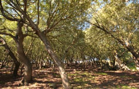 Albero - DL Albero - DL