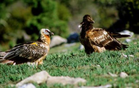 Avvoltoio degli agnelli adulto e giovane Avvoltoio degli agnelli adulto e giovane