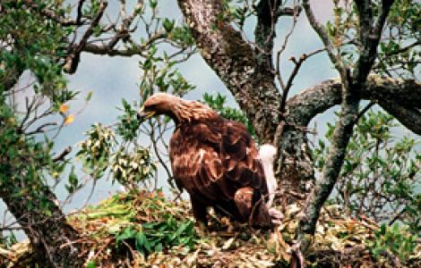 Esemplare di aquila reale nel suo nido Esemplare di aquila reale nel suo nido