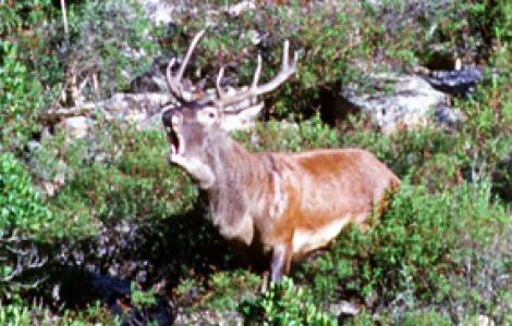 Arbus, cervo sardo Arbus, cervo sardo