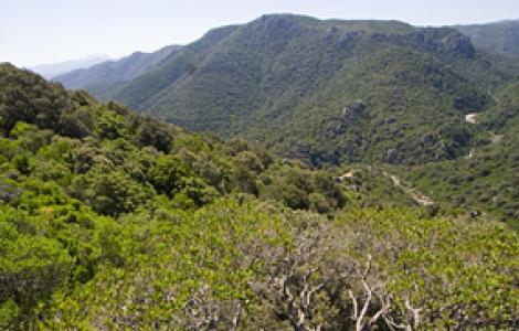 Bitti, foresta demaniale Sos Littos Bitti, foresta demaniale Sos Littos