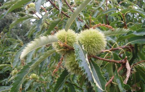 Castagno, Castanea sativa - foto di G. Casula
