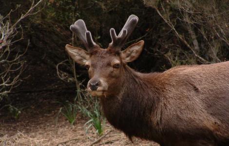 Neoneli, esemplare di cervo maschio con formazione del palco