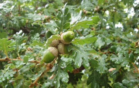 Roverella - immagine di G. Cabiddu (Ente Foreste)