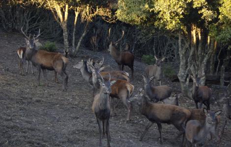 Laconi, esemplari di cervo sardo in località Biancone - foto di M.Mallocci