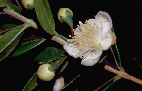 fiore di mirto fiore di mirto