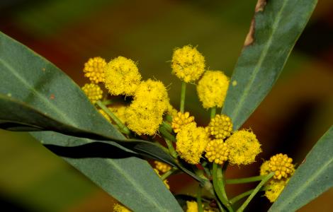 Acacia - immagine in SardegnaDigitalLibrary