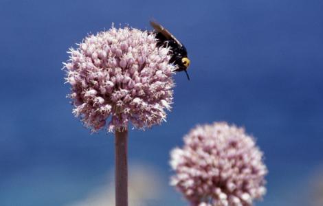 Allium ampeloprasum - foto di Maisto Alberto su Digital Library