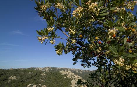 Monte Limbara, corbezzolo, Arbutus unedo - foto in Digital Library