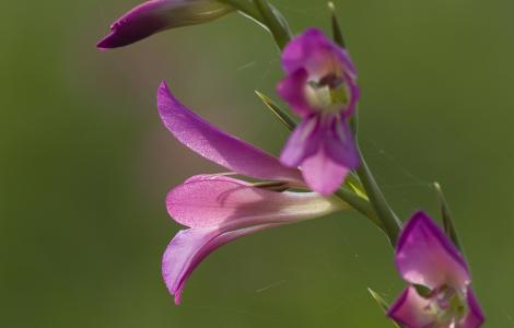 Gladiolo selvatico - Sardegna Digital Library