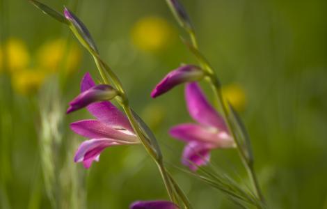 Gladioli selvatici - Sardegna Digital Library