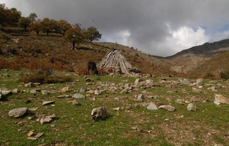 Gennargentu, vacca al pascolo
