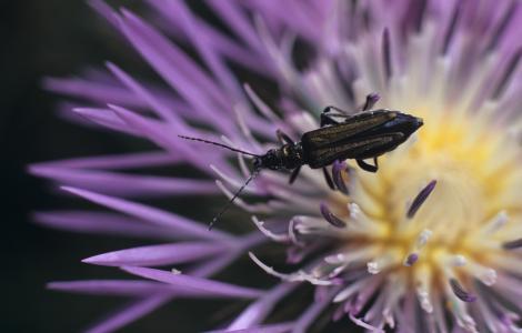 insetto su fiore - foto in Digital Library