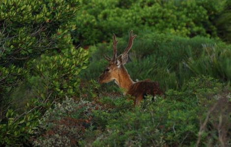 Dama dama - Daino Maschio Dama dama - Daino Maschio