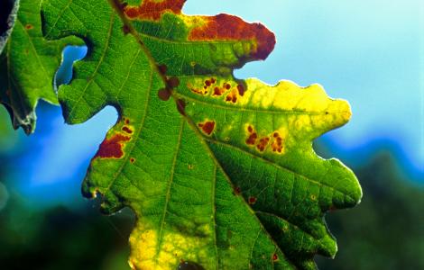 Foglia di Roverella in Sardegna Digital Library Foglia di Roverella in Sardegna Digital Library