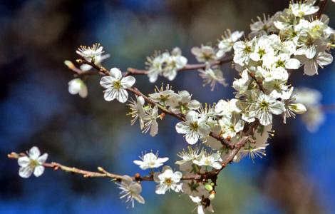 Perastro in fiore, foto in Digital Library