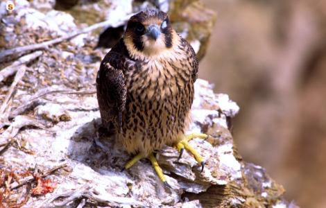 Giovane esemplare di falco pellegrino 176x104 Giovane esemplare di falco pellegrino - Falco peregrinus