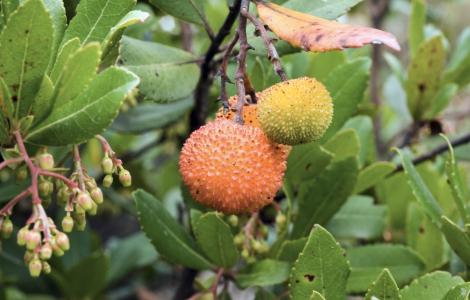 Frutti del corbezzolo Frutti del corbezzolo