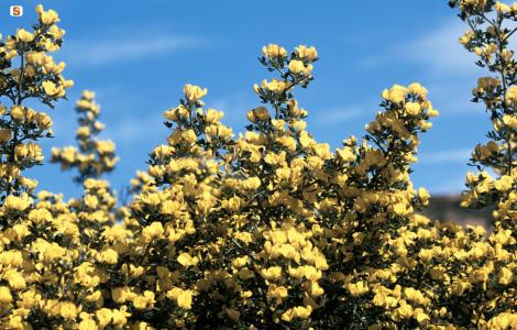 Ginestra spinosa - foto Horusfilms