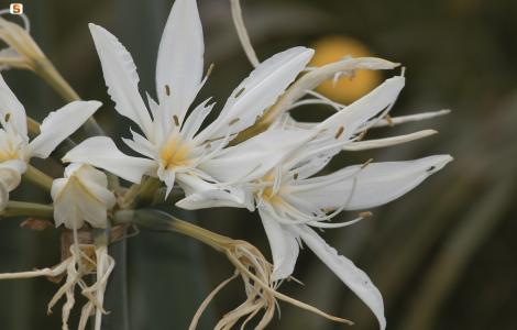 Giglio stella (Pancratium illyricum)