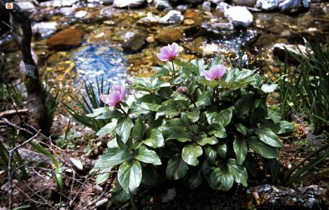 Peonia corallina - Orgosolo,Montes - foto HorusFilms Peonia corallina - Orgosolo,Montes - foto HorusFilms