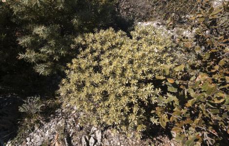 Timelea tartonraira (Thymelea tartonraira) - foto HorusFilms