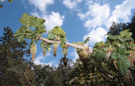 Ribes - foto HorusFilms