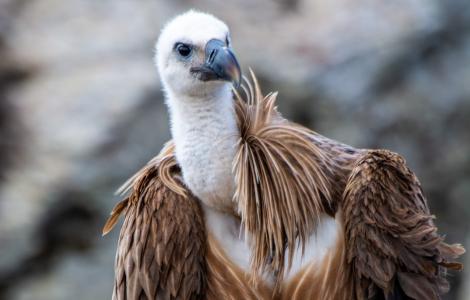 La giovane di grifone, chiamata Cristina 2