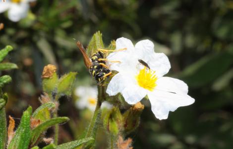 insetti su fiore di Cisto di Montpellier - foto A. Chiaramida
