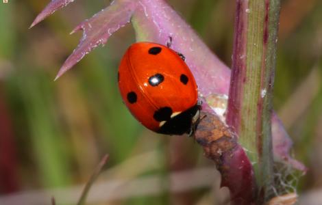Coccinella