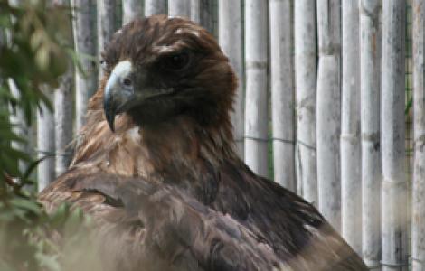 L'aquila reale ricoverata a Monastir - foto D.Secci