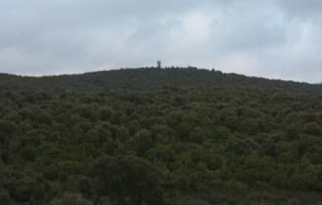 panorama sul bosco e vedetta di santa Sofia nello sfondo