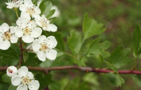 Marganai, fiori di Biancospino al giardino Linasia - foto Redazione Web SardegnaForeste